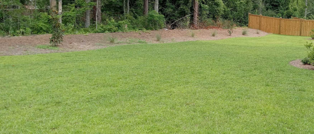 Centipede Grass: A Comprehensive Guide