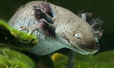 Axolotls: Meet the Amphibians That Never Grow Up