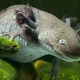 Axolotls: Meet the Amphibians That Never Grow Up