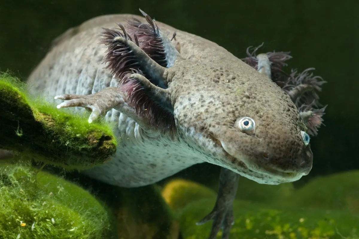 Axolotls: Meet the Amphibians That Never Grow Up