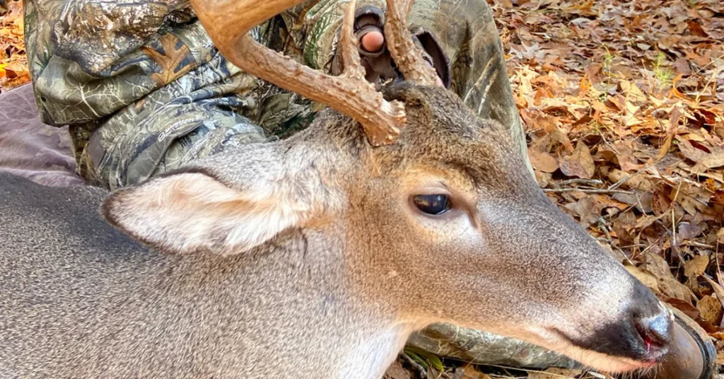 Unraveling the Charm of Natchez Democrat: A Journey Through the Heart of Southern Heritage