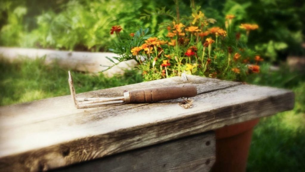 Unraveling the Leafy Garden Plant Craze