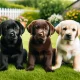 Labradorii: The Versatile Companion - Unlocking the Potential of Your Canine Partner