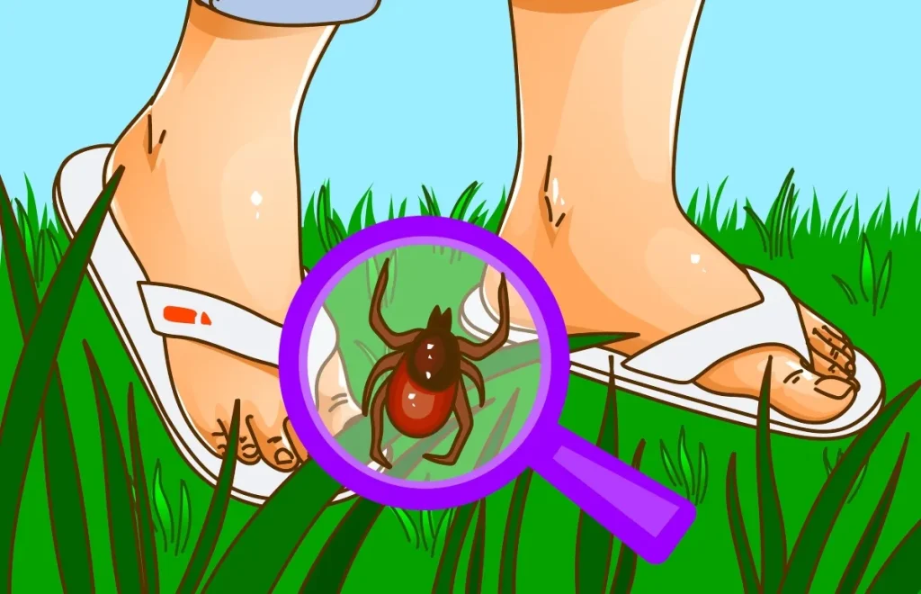 Mastering Tick Defense: Tips for Steering Clear of Blacklegged Ticks