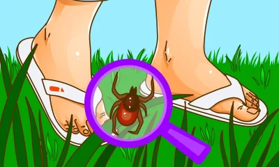 Mastering Tick Defense: Tips for Steering Clear of Blacklegged Ticks