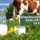 WellHealthOrganic Buffalo Milk Tag: Nourishing Your Well-being Naturally