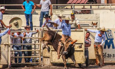 The Thrilling Tradition of Jaripeo: A Deep Dive into Mexico's Bull Riding Culture