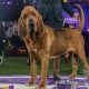 Best in Show: A Glimpse into the Most Prestigious Dog Competition