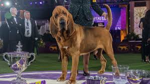Best in Show: A Glimpse into the Most Prestigious Dog Competition