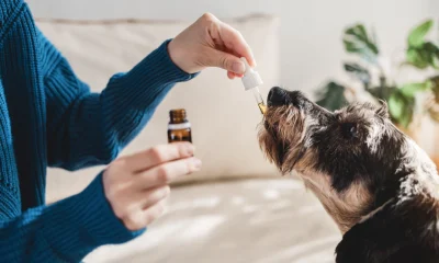 CBD for Dogs with Allergies: Reducing Inflammation and Itching Naturally