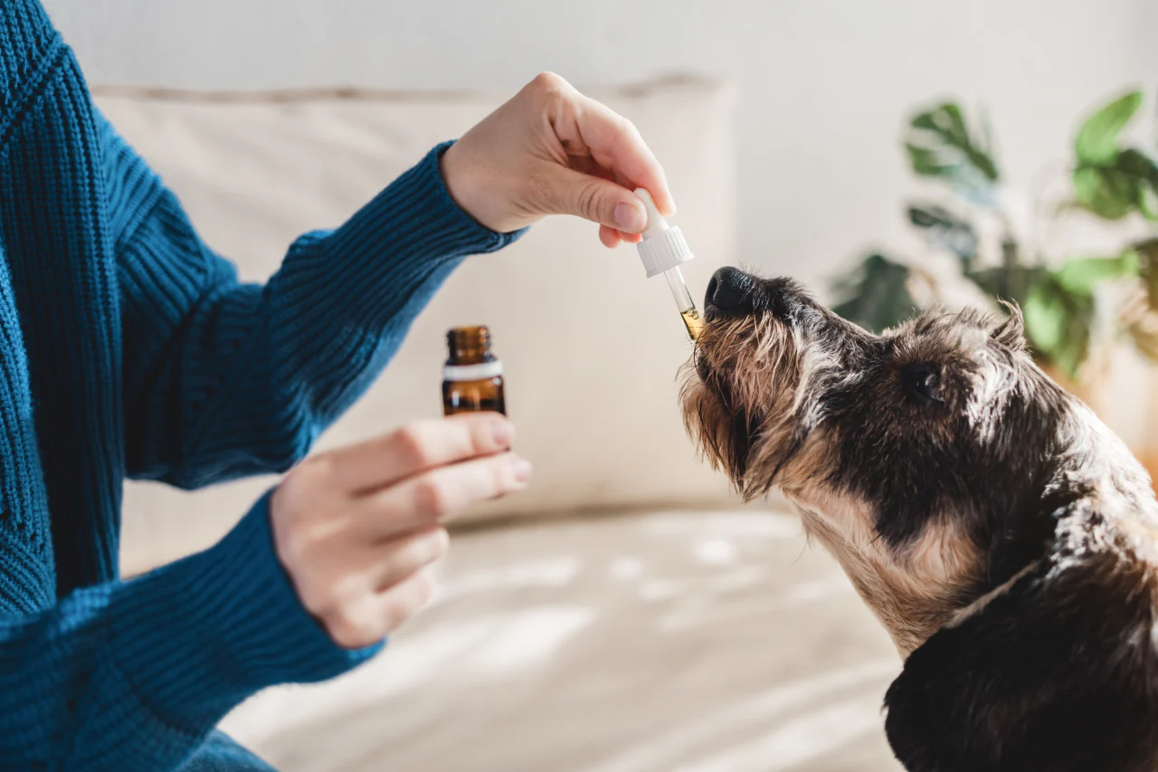 CBD for Dogs with Allergies: Reducing Inflammation and Itching Naturally