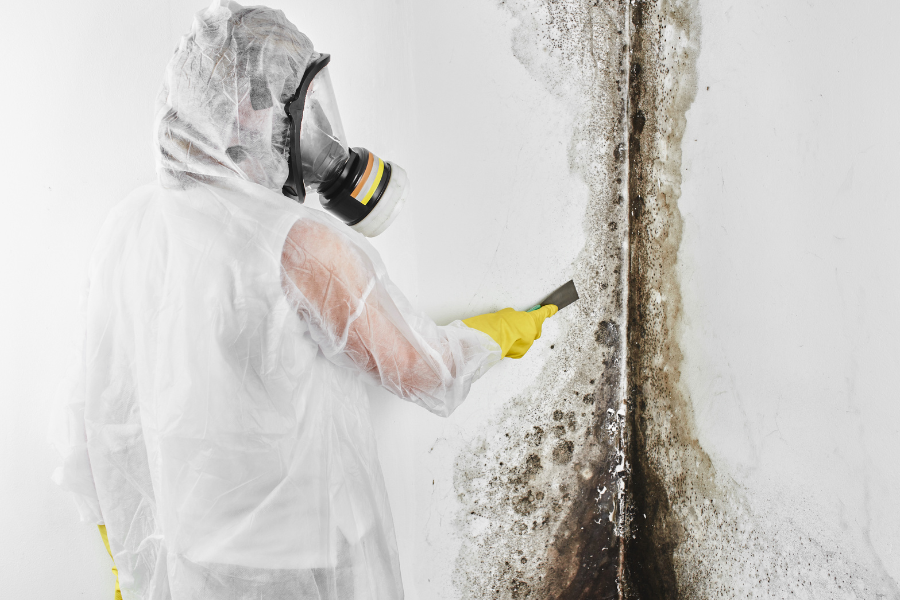 When Should You Hire a Professional for Mold Removal?