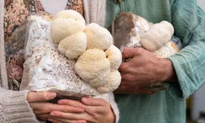 Lion’s Mane Mushrooms and Cognitive Function: What the Research Says