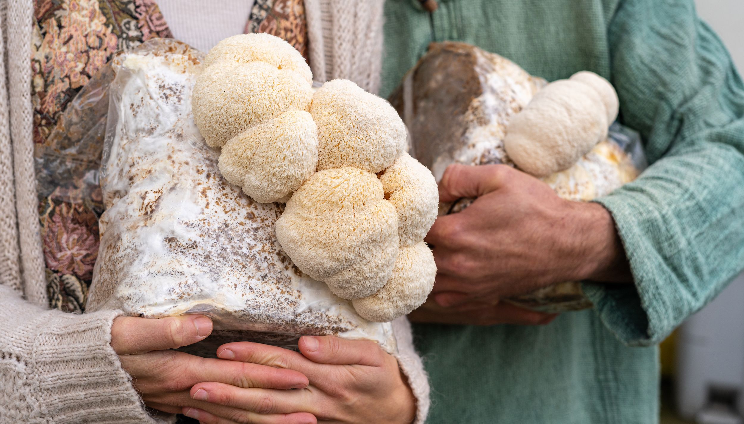 Lion’s Mane Mushrooms and Cognitive Function: What the Research Says