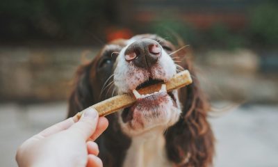 Tips to Improve Your Dog's Diet