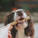 Tips to Improve Your Dog's Diet