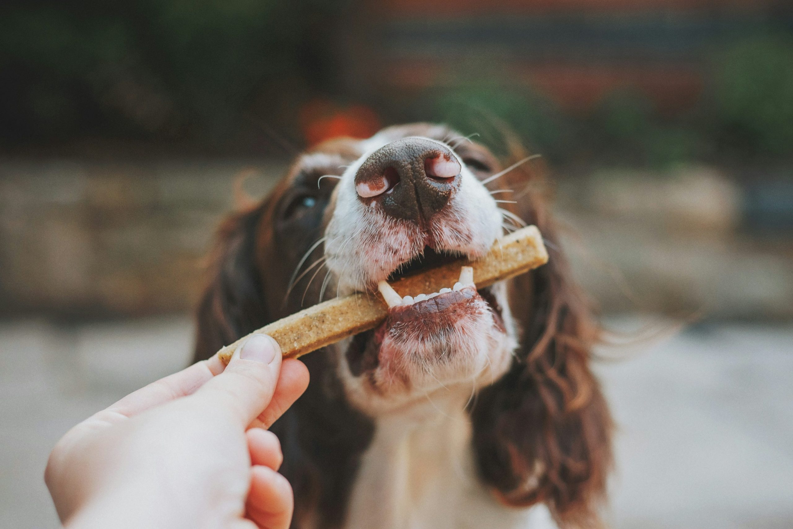 Tips to Improve Your Dog's Diet