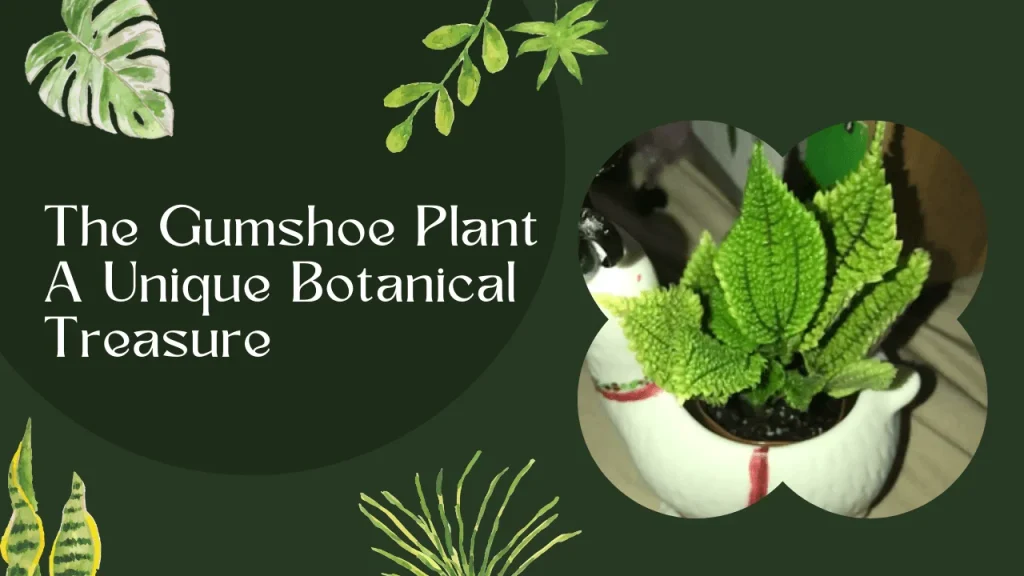 Gumshoe Plant: The Ultimate Guide to Understanding and Growing This Unique Plant