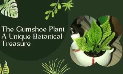 Gumshoe Plant: The Ultimate Guide to Understanding and Growing This Unique Plant