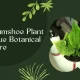 Gumshoe Plant: The Ultimate Guide to Understanding and Growing This Unique Plant