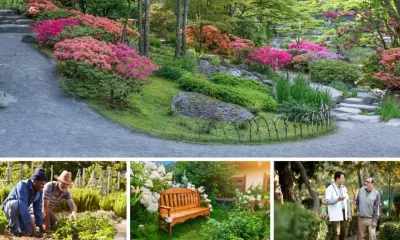 Designing Therapeutic Gardens: Enhancing Healing Environments