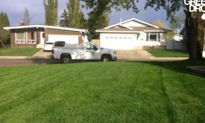 Everything You Need to Know About Lawn Seeding in Calgary