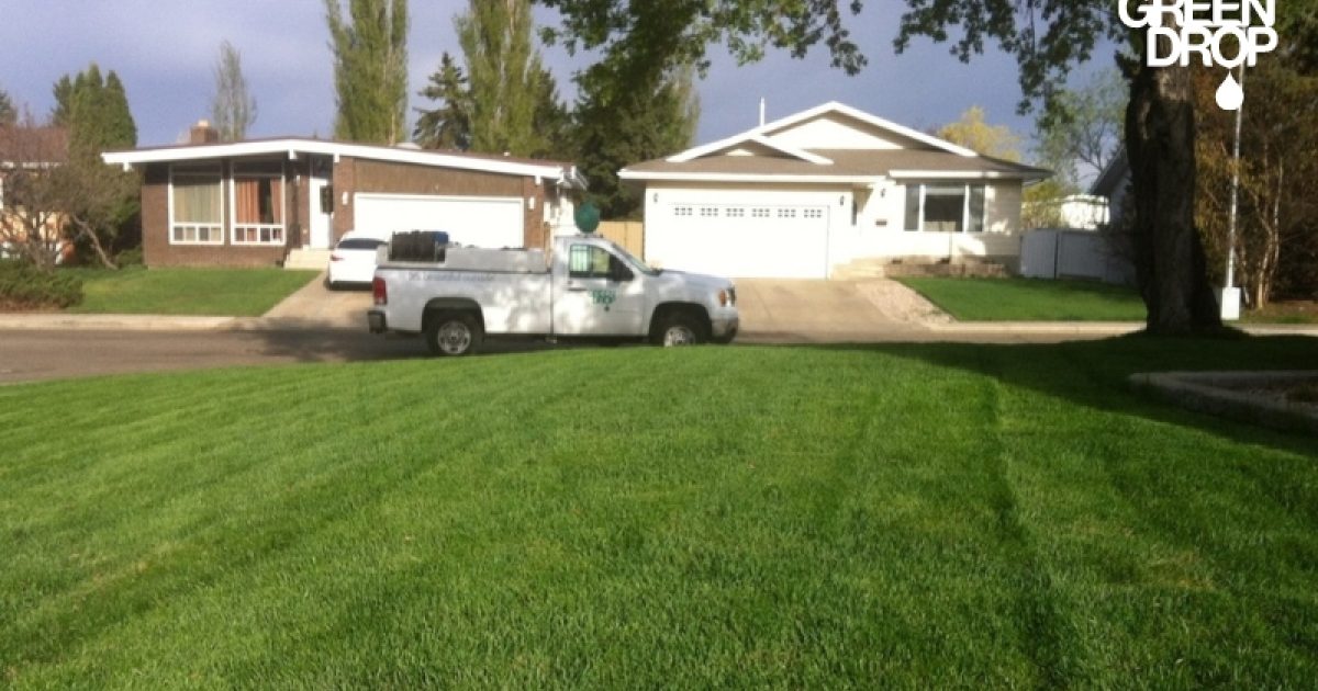 Everything You Need to Know About Lawn Seeding in Calgary