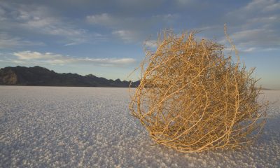 Tumbleweed GIF: The Symbol of Awkward Silences and Deserted Spaces