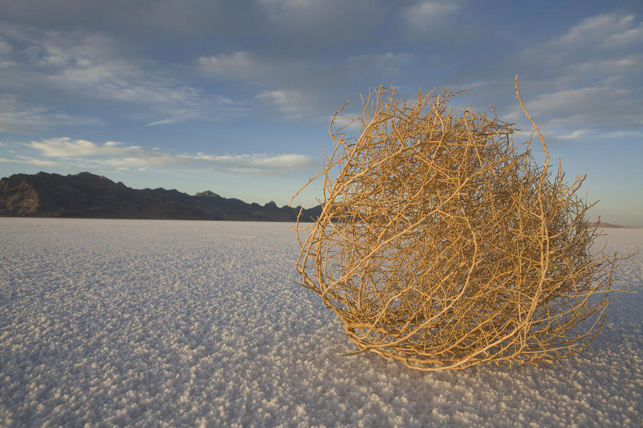 Tumbleweed GIF: The Symbol of Awkward Silences and Deserted Spaces