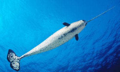 Narwhals: The Unicorns of the Sea