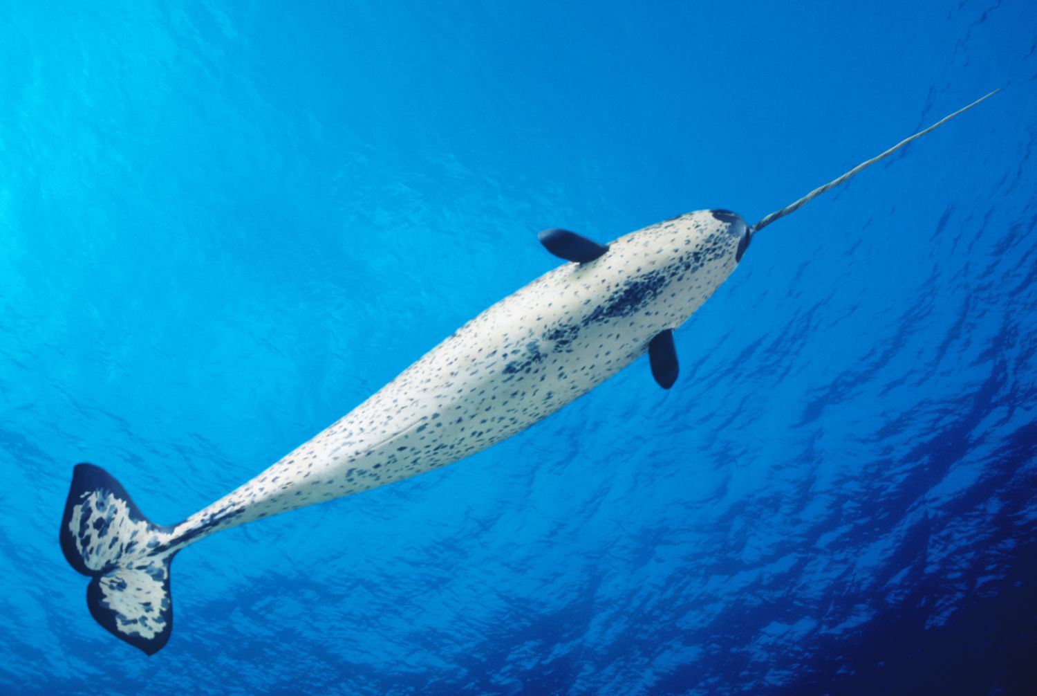 Narwhals: The Unicorns of the Sea