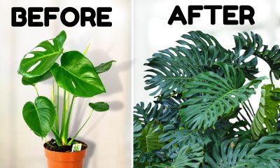 Monstera Plant: The Iconic Tropical Houseplant