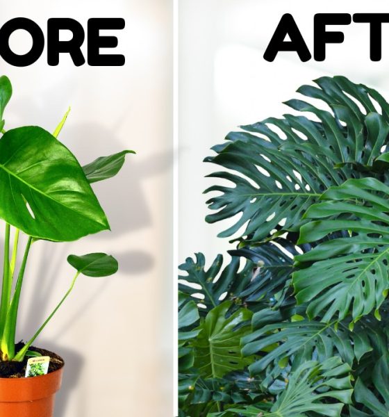 Monstera Plant: The Iconic Tropical Houseplant