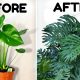 Monstera Plant: The Iconic Tropical Houseplant