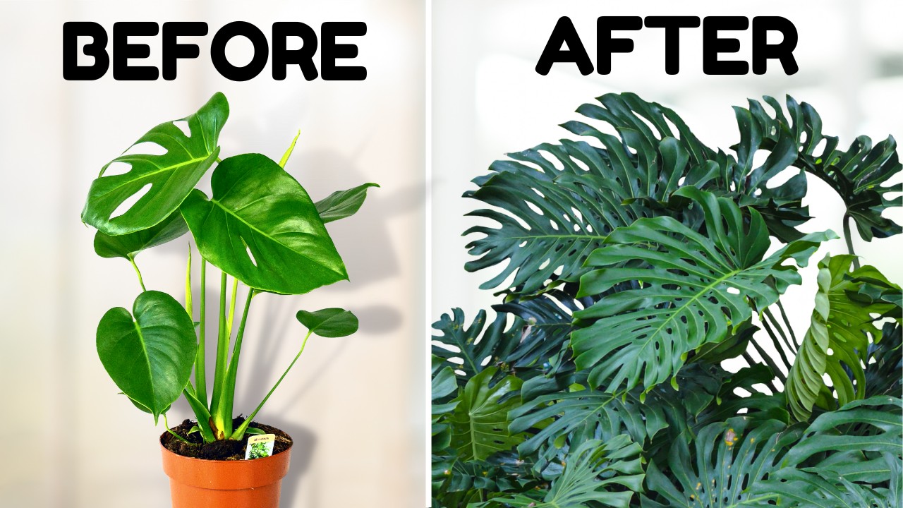 Monstera Plant: The Iconic Tropical Houseplant