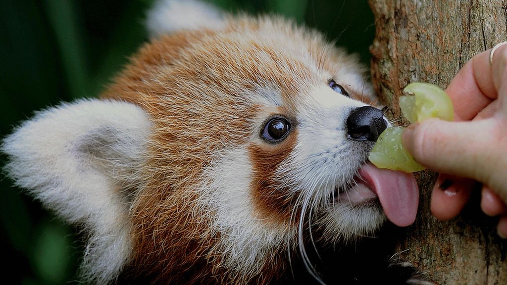 The Whisper in the Bamboo: Unraveling the Mystery of How Many Red Pandas Are Left