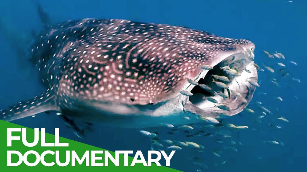 The Gentle Giant's Hidden Armory: Unraveling the Mystery of the Whale Shark's Teeth